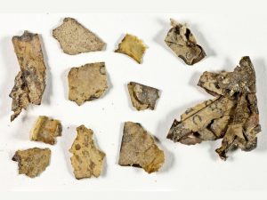 Fragmentos de textos bíblicos encontrados no deserto da Judeia. © Shai Halevi, Israel Antiquities Authority